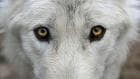 Profile picture of Gray Woods